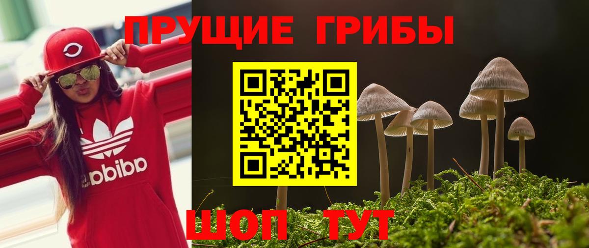 Псилоцибиновые грибы Psilocybe Королёв